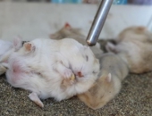 Mẹo Hay Ít Người Biết Đến Về Cách Nuôi Nuột Hamster Mới Đẻ Tròn Ú